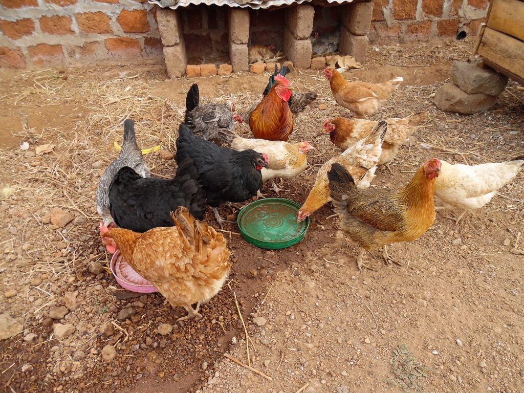 Kundi la kuku wa kienyeji wakifugwa katika mazingira ya kawaida
