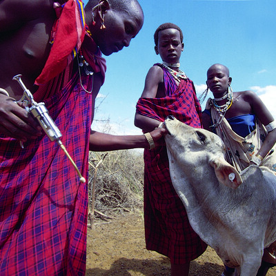Mfugaji na mhudumu wakimchanja ngombe katika mazingira ya Afrika Mashariki