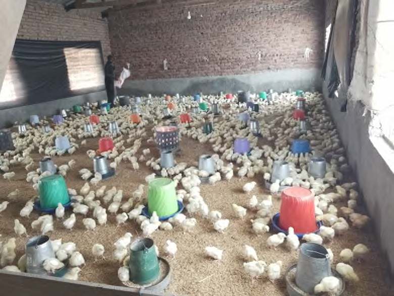 Sura 8: Kuandaa brooder na kudhibiti joto