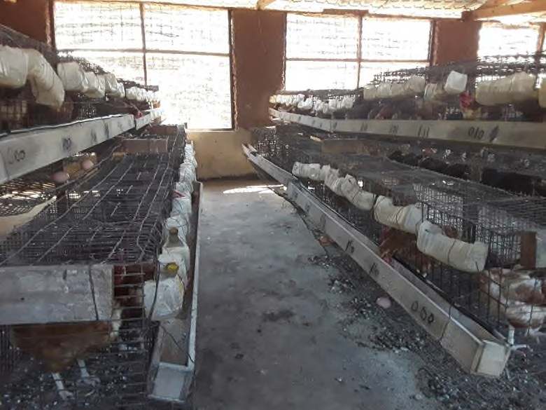 Sura 25: Kuchagua breeder na kusimamia wazazi