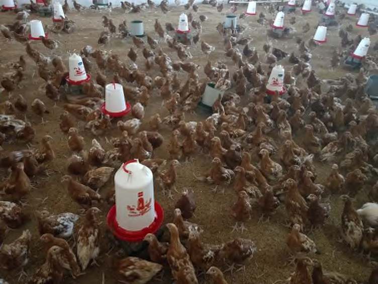 Sura 30: Ubora wa malighafi, ukungu na aflatoxin