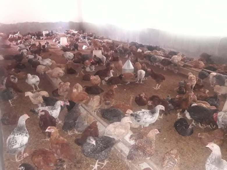 Sura 37: Newcastle Disease