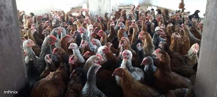 Sura 45: Antibiotics, anticoccidials na anthelmintics