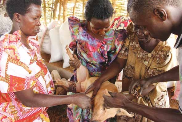 Ukaguzi wa nguruwe kabla ya kuchagua breeding stock.