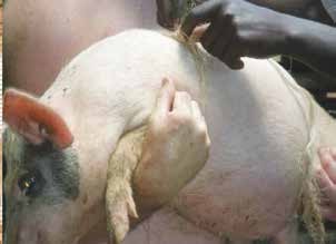 Sow na piglets katika kipindi cha farrowing.