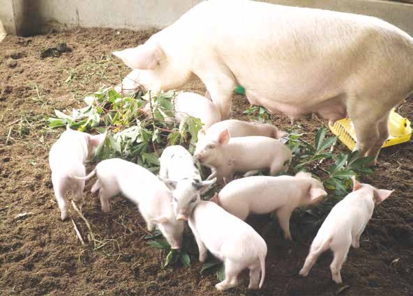 Sow na piglets.