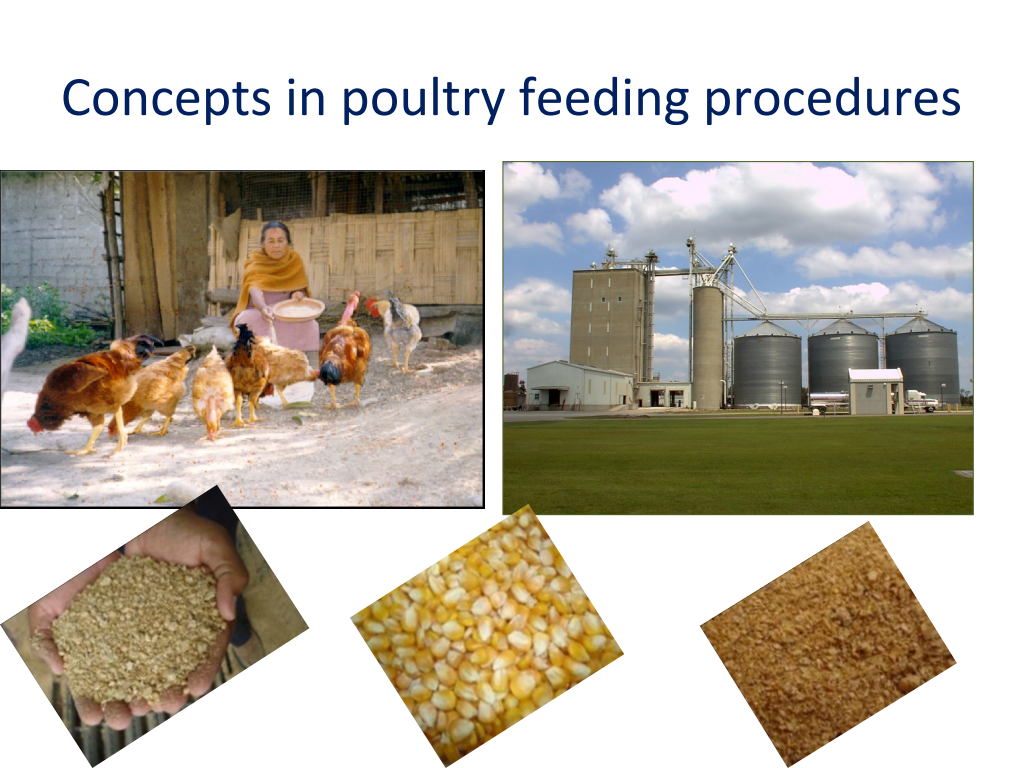 Cover slide of Concepts in Poultry Feeding
