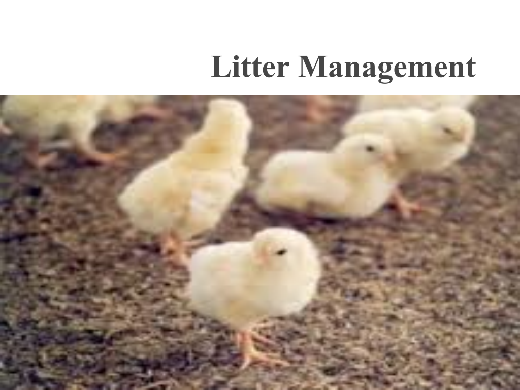 Cover slide of Litter Management and Litter-Borne Diseases