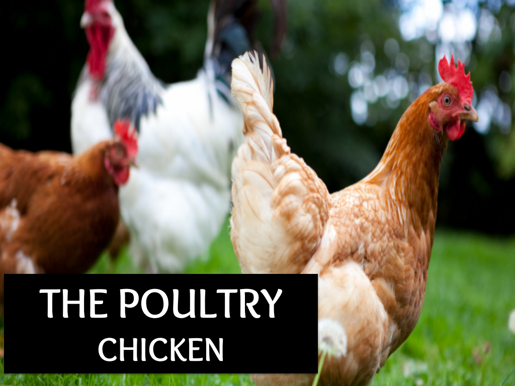 Cover slide of Poultry and Chickens