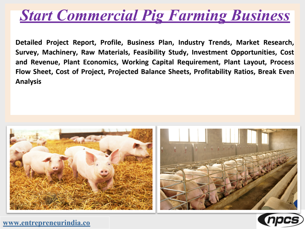 Cover slide of Starting a Commercial Pig Farming Business - Project Report